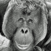 Wagner (1) Img #1 Smile