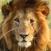 Wagner (1) Img #5 Battle Scarred