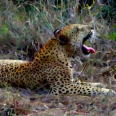 Yarkon (1) Img #4 Leopard Moonlight