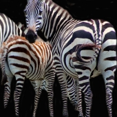 HM - Photo - Guruleva (1) Img #1 Zebras