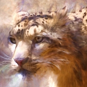 HM - Photo - Handel (1) Img #2 Snow Leopard