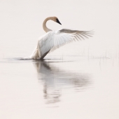 HM - Photo - Lishawa (1) Img #1  Dance of the Trumpeter Swan