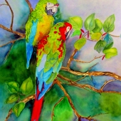 Bagley (1) Img #1  Moody Garden McCaws