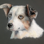 Bearss (3) Img #2 Cattle Dog