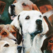 Bick (2) Img #2  Tetcott Foxhounds