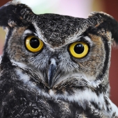 Bruno (1) Img #1  Look