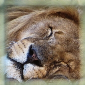 Chlapowski (1) Img #3  Dreaming