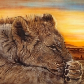 Corrins (1) Img #1  After a long day - lion cub