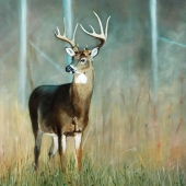 Crispo (1) Img #2  Whitetail