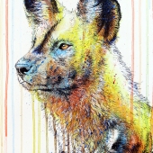 Curtis (1) Img #2 African Painted Dog