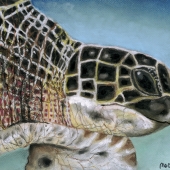 De Colibus (2) Img #2  Paradise Turtle