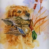 DeBernay (2) Img #1  Cricket