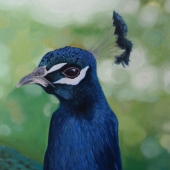 Ellefson (1) Img #1  Peacock