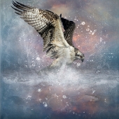 Goodrich (1) Img #3 Osprey Dive