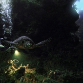 Goodwin (1) Img #1  Turtle Grotto