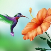 Gusack (3) Img #1 Garden Hummingbird