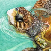 Haslimeier (1) Img #1  Turtle Portrait