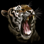 de_la_Torre_Naharro (1) Img #1 Indomitable