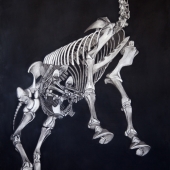 LaCour (1) Img #1  Broodmare