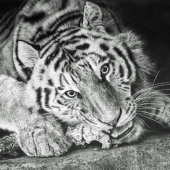 Lee-M (1) Img #2  Tigress and Her Bone