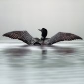 Lishawa (1) Img #2  Graceful Loon