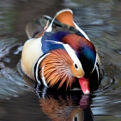 Lovette (1) Img #1  Wood Duck Reflection