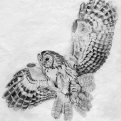 Phillips-D (1) Img #4 Owl