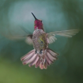 Reider (1) Img #2 Hummingbird of West Hollywood