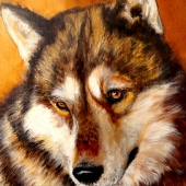 Robinson (1) Img #1 Golden Wolf