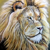 Schiener (1) Img #1 His Golden Years