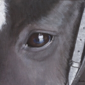 Shuttleworth (1) Img #1 Aries Eye