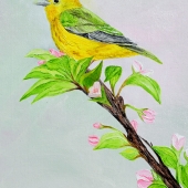 Spagnuolo (2) Img #1  Songbird