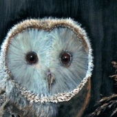 Spriggs (3) Img #1 Baby Barn Owl