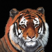 Walker-C (1) Img #1  Calypso