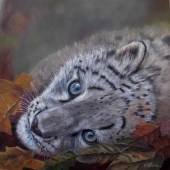 Watson-C (1) Img #1 Mirucha in Fall