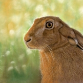 Wetherall (1) Img #1 Autumn Glow