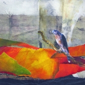 White-M (1) Img #1  Resident Cooper's Hawk