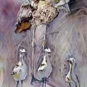 Wickison (1) Img #2  Blue Stone Curlew with Young