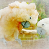 Williams-M (1) Img #1 Affection