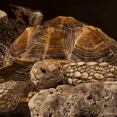 HM - Paint - Pardy (1) Img #5  How You Doin