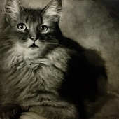 HM - Paint - Ye (2) Img #2  Long Hair Cat