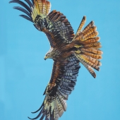 Anderson (1) Img #1  A Fire in the Sky