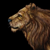 Coomar (1) Img #3  Asiatic Lion