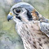 Hamlin (1) Img #5  Portrait of a Kestrel