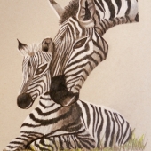 Haskard   (1) Img #2  Zebra Cuddle
