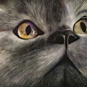 Hawley-Yan (2) Img #2  Charlotte