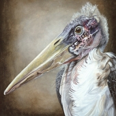 Hines (1) Img #4  Marabou Stork