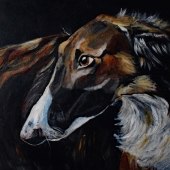 Hollis (3) Img #1 Borzoi