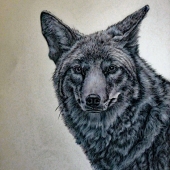 Ivester (1) Img #2  Who Me