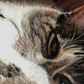 Klinesteker (1) Img #1 Sammy